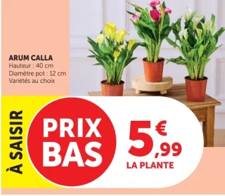 Plante Arum Calla
