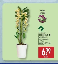 Dendrobium GARDENLINE®