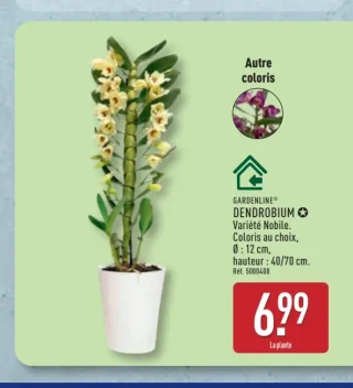 Dendrobium GARDENLINE®