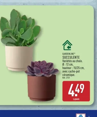 Succulente GARDENLINE®