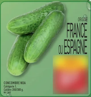 Concombre Noa