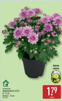 GARDENLINE® MARGUERITE D'ÉTÉ