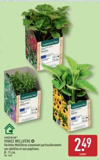 GARDENLINE® VIVACE MELLIFÈRE