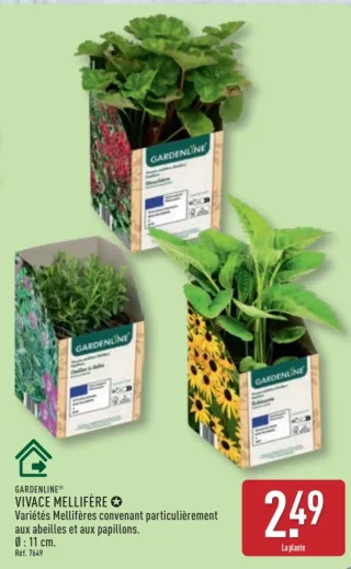 GARDENLINE® VIVACE MELLIFÈRE