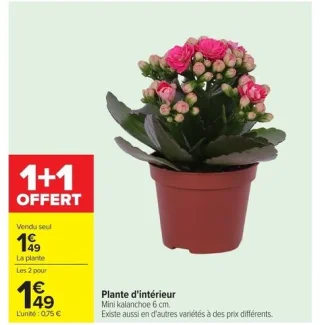 Plante d'intérieur Mini kalanchoe