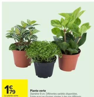 Plante verte