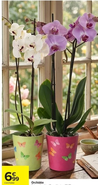 Orchidée 2 tiges