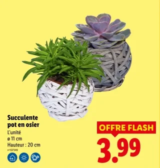Succulente pot en osier