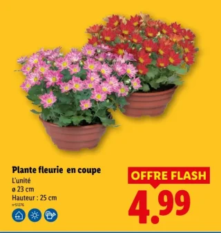 Plante fleurie en coupe