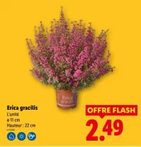 Erica gracilis