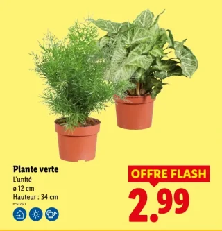 Plante verte
