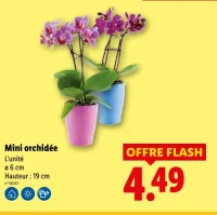 Mini orchidée