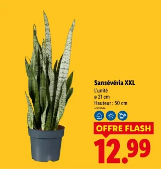 Sansévéria XXL