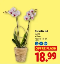 Orchidée led