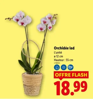 Orchidée led