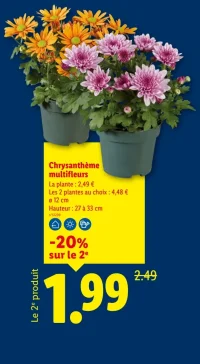 Chrysanthème multifleurs