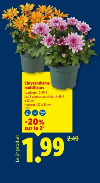 Chrysanthème multifleurs