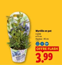 Myrtille en pot