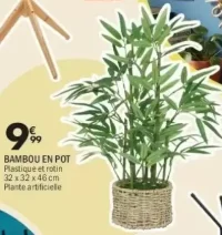Bambou en pot