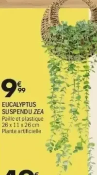 EUCALYPTUS SUSPENDU ZEA