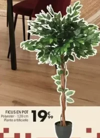 FICUS EN POT