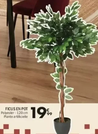 FICUS EN POT