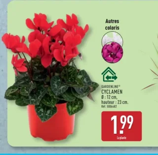 GARDENLINE® Cyclamen