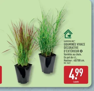 GARDENLINE® Graminée vivace décorative d'extérieur