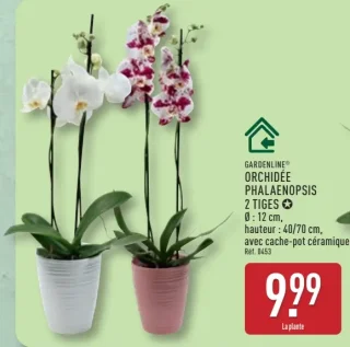 GARDENLINE® ORCHIDÉE PHALAENOPSIS 2 TIGES