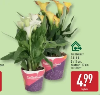 GARDENLINE® CALLA