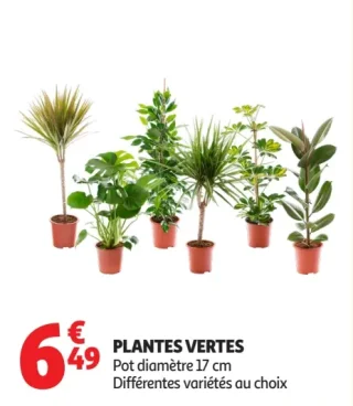 PLANTES VERTES
