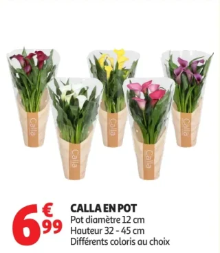 CALLA EN POT