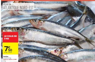 Sardine