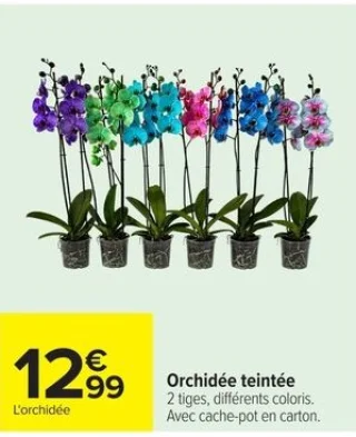 Orchidée teintée