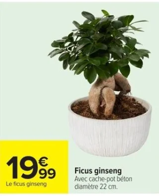 Ficus ginseng
