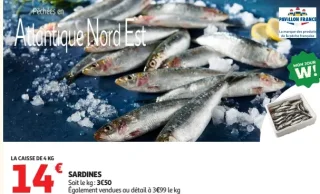 Sardines