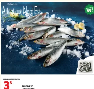 Sardines