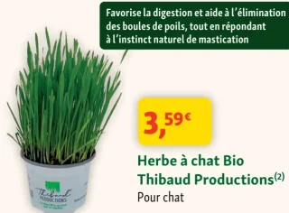 Herbe à chat Bio Thibaud Productions