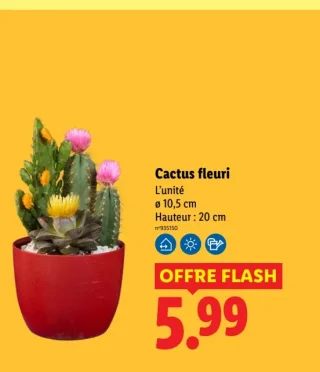 Cactus fleuri