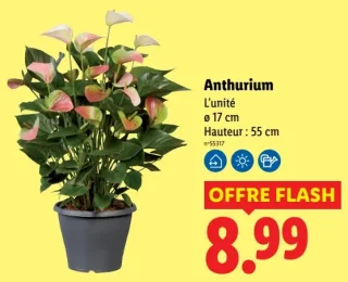 Anthurium