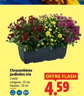 Chrysanthème jardinière trio