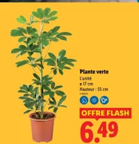 Plante verte