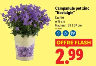 Campanule pot zinc "Nostalgie"