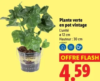 Plante verte en pot vintage