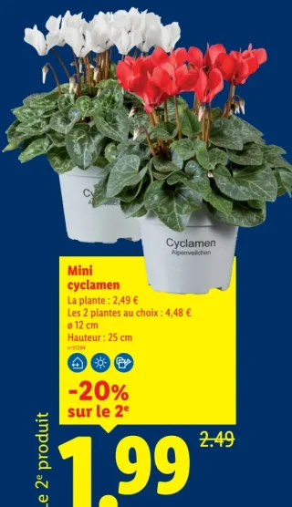 Mini cyclamen