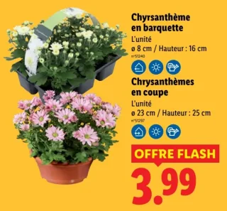 Chrysanthème en barquette ou en coupe