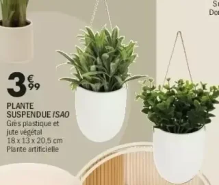 Plante suspendue Isao
