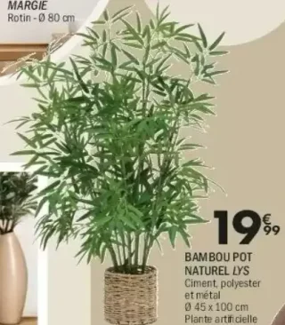 Bambou pot naturel Lys