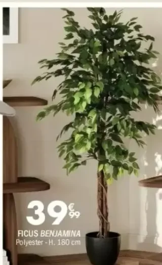 Ficus Benjamina