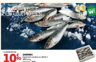 Sardines Atlantique Nord Est